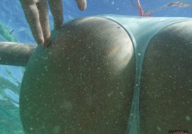 girlfriend touching big bubble butt underwater while swimming