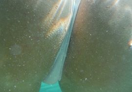 Close up of big ass underwater while bent over